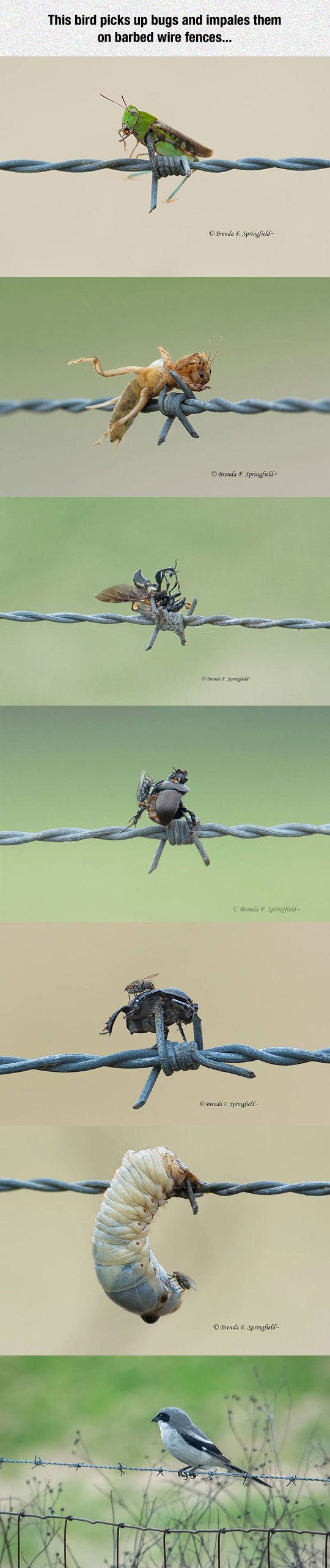 This bird picks up bugs and impales them on the barbed wire. 