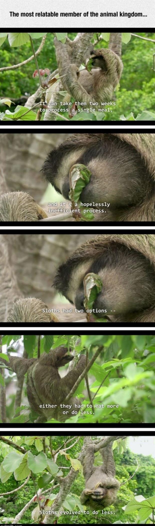 Sloths are great