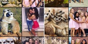 Ever notice how sorority girls pose exactly like meerkats in pictures?