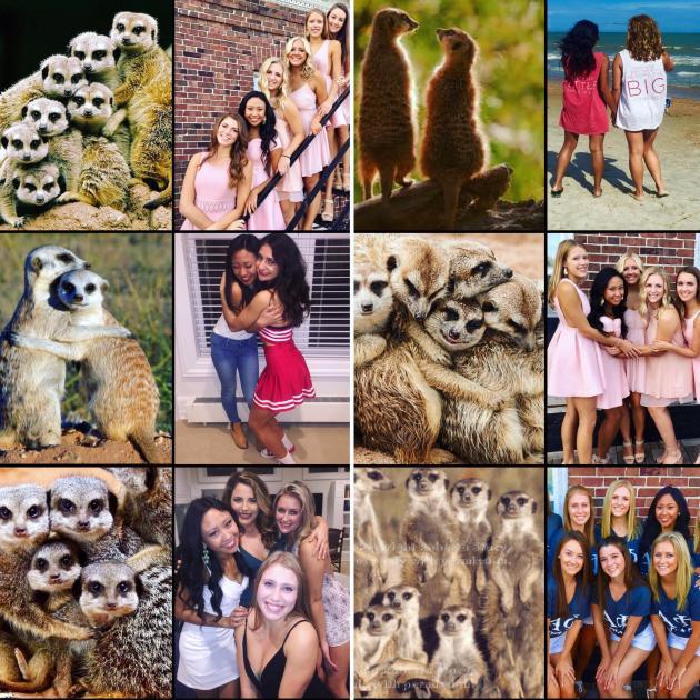Ever notice how sorority girls pose exactly like meerkats in pictures?