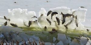 Fish Frozen in a lake pushed up by an ice sheet.