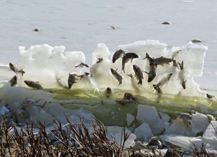 Fish Frozen in a lake pushed up by an ice sheet.