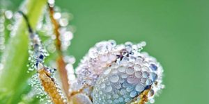 Insects with water drops.