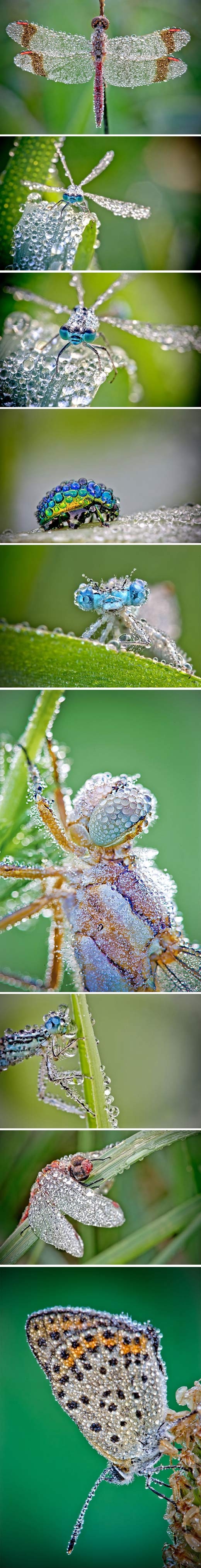 Insects with water drops.
