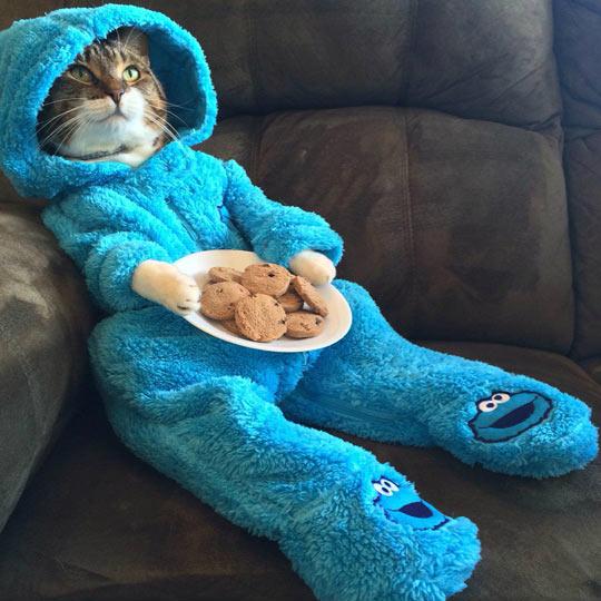 Bring me all teh cookies