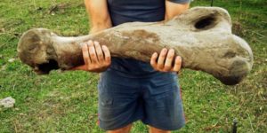 A bone from a South American giant sloth. They became extinct roughly 10,000-years-ago and lived very slowly along side humans.