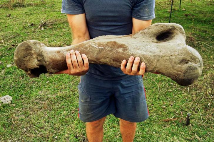 A bone from a South American giant sloth. They became extinct roughly 10,000-years-ago and lived very slowly along side humans.