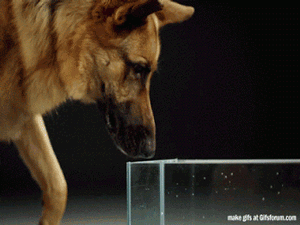 Today you learned how dogs really drink water.