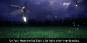 Fun firefly fact.