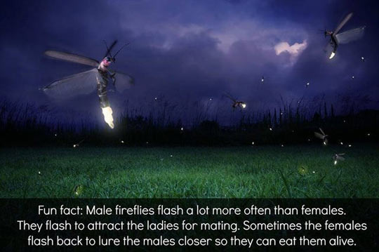 Fun firefly fact.