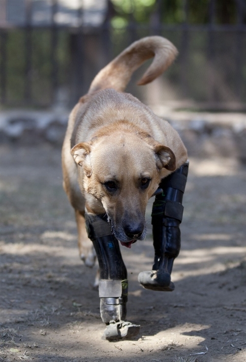 This dog is awesome.