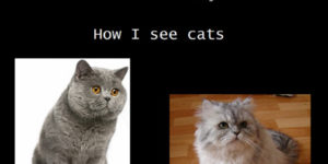 How I see dogs vs. how I see cats.