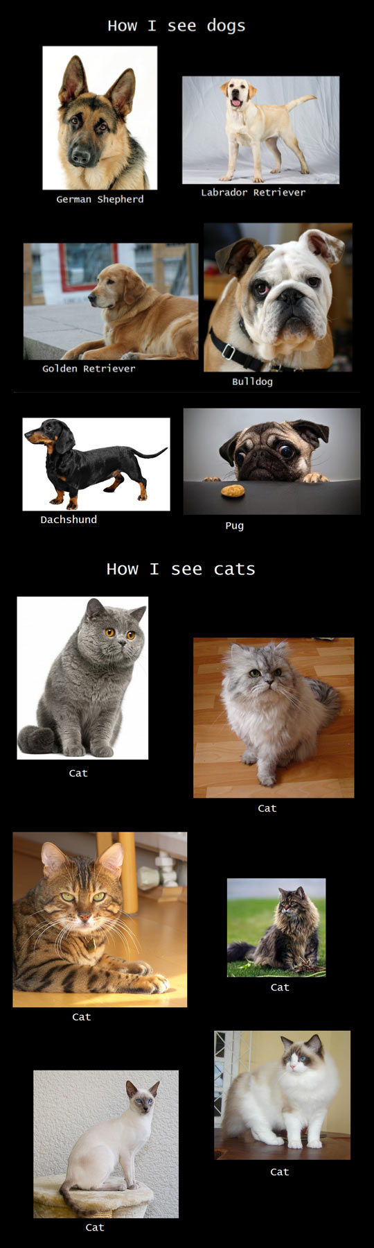 How I see dogs vs. how I see cats.