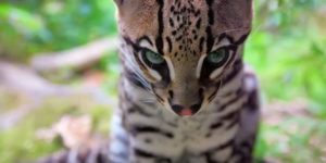 Little Ocelot will snort your soul and murder your family.