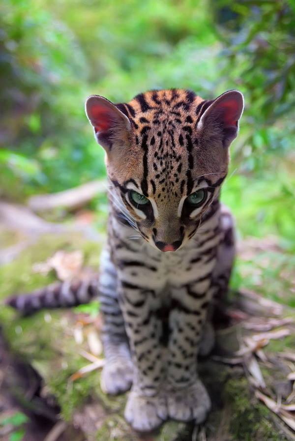 Little Ocelot will snort your soul and murder your family.
