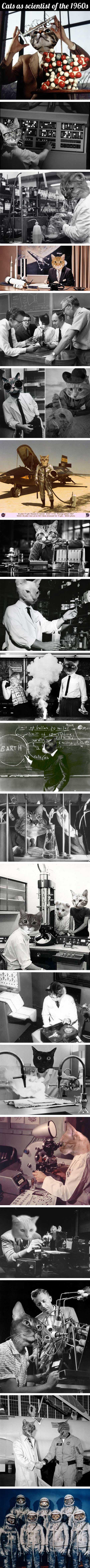 1960's cat scientists