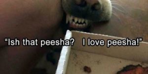 ‘Ish that peesha? I love peesha!’