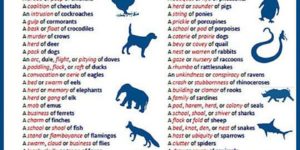 Collective nouns for animal groups.