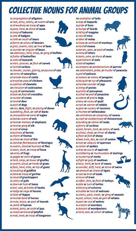 Collective nouns for animal groups.