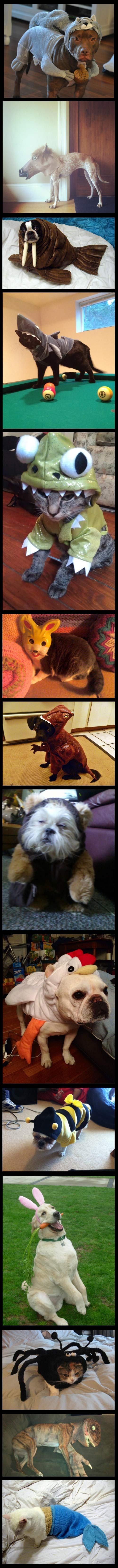 Animals dressed up as animals.