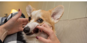 The many faces of Waffles the Corgi.