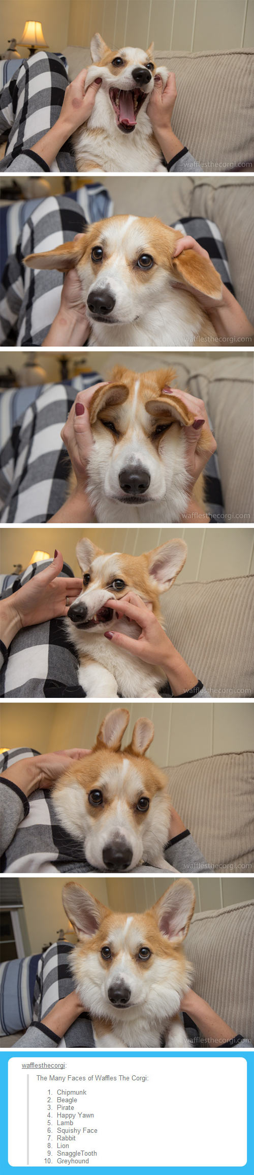 The many faces of Waffles the Corgi.