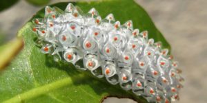 One of the many variations of the Jewel caterpillar