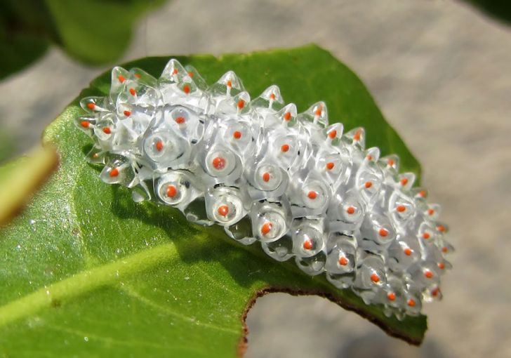 One of the many variations of the Jewel caterpillar