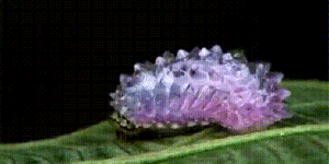 The Jewel Caterpillar. It really is a thing