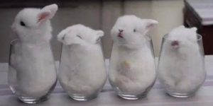 I'll take ten glasses of bunny to go pls