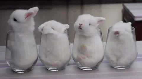 I'll take ten glasses of bunny to go pls