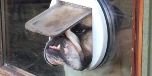 An English Bulldog looking through a cat door.