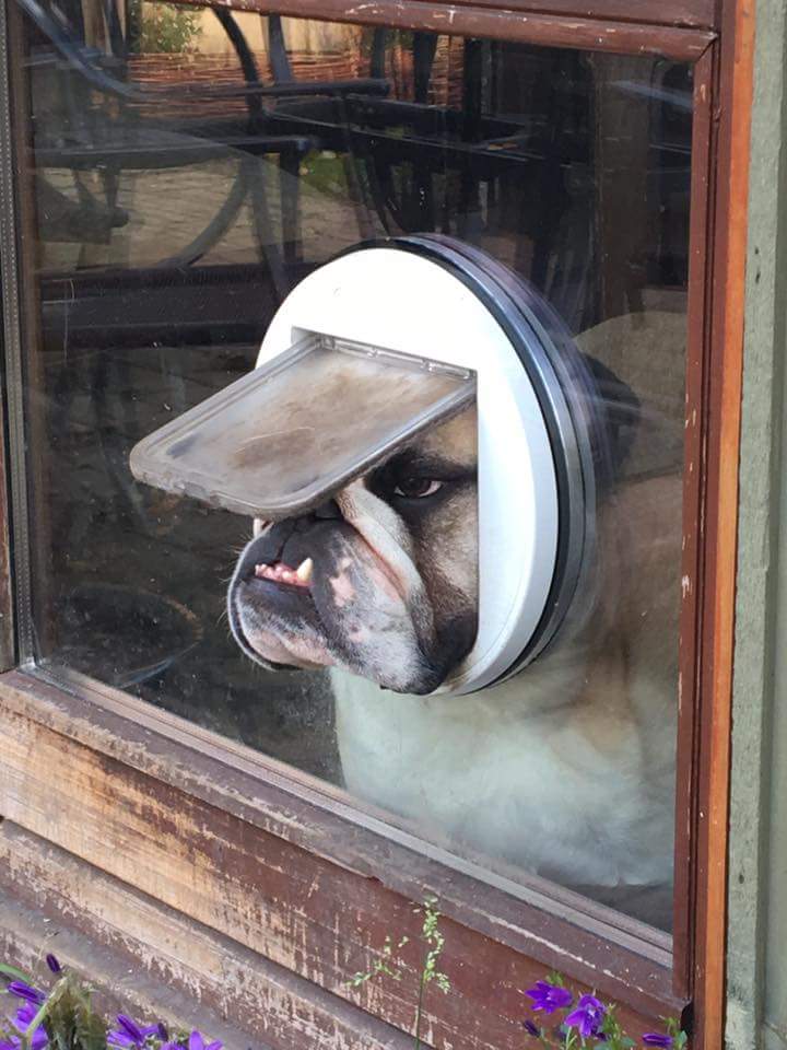 An English Bulldog looking through a cat door.