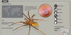 A guide to the most dangerous spider bites and the symptoms they cause
