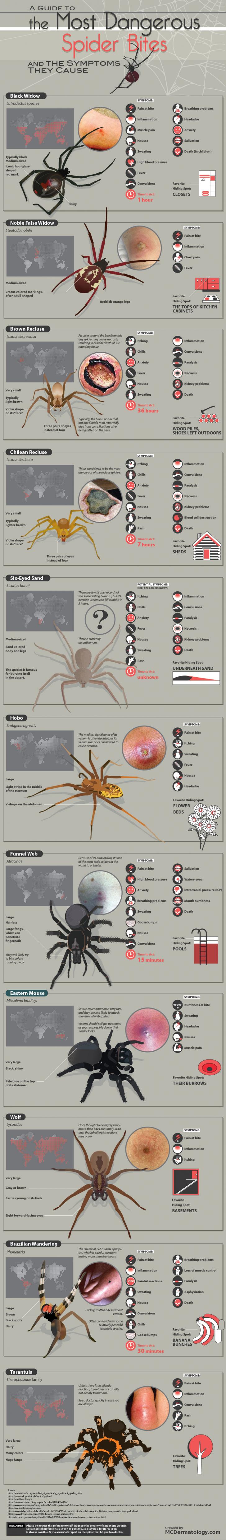 A guide to the most dangerous spider bites and the symptoms they cause