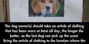 How to find a lost dog.