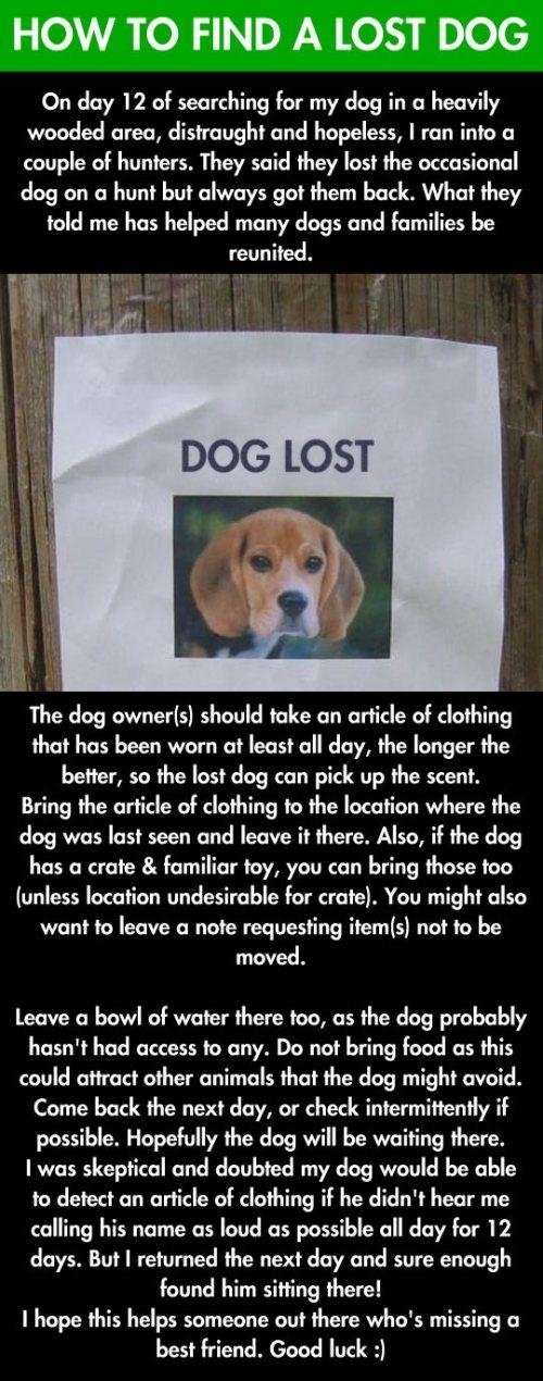 How to find a lost dog.