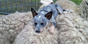 This is the best place to nap after a long day of herding