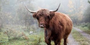 Scottish Highlander in the fog