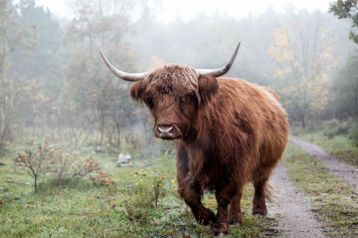 Scottish Highlander in the fog