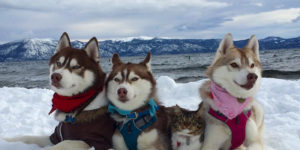 3 Huskies Become Best Friends With A Cat After Saving It From Dying