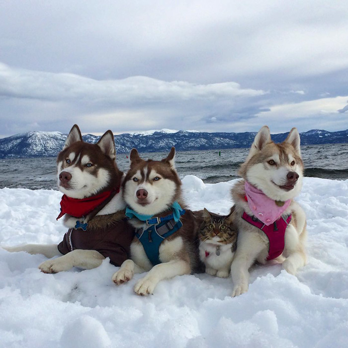 3 Huskies Become Best Friends With A Cat After Saving It From Dying