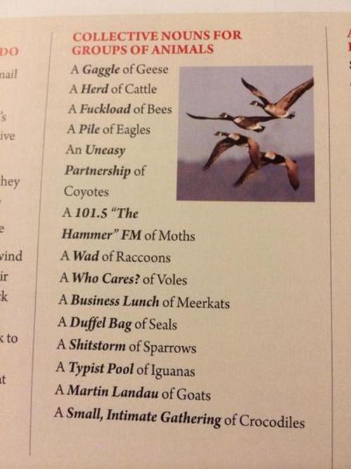 Collective nouns for animal groups