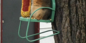 King of the Deciduous Forest