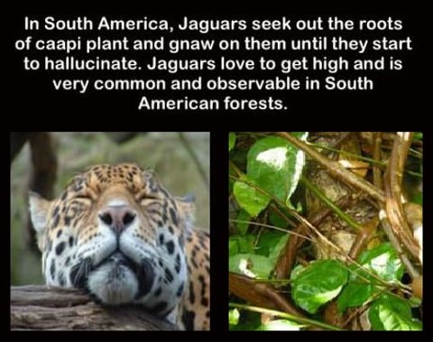 Jaguar tweakers.
