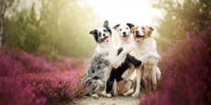 Three Cute Dogs Posing