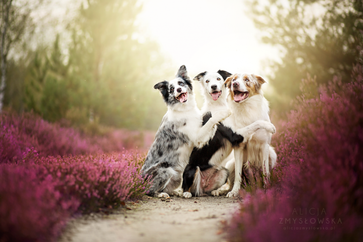 Three Cute Dogs Posing