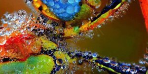 Dragonfly in morning dew
