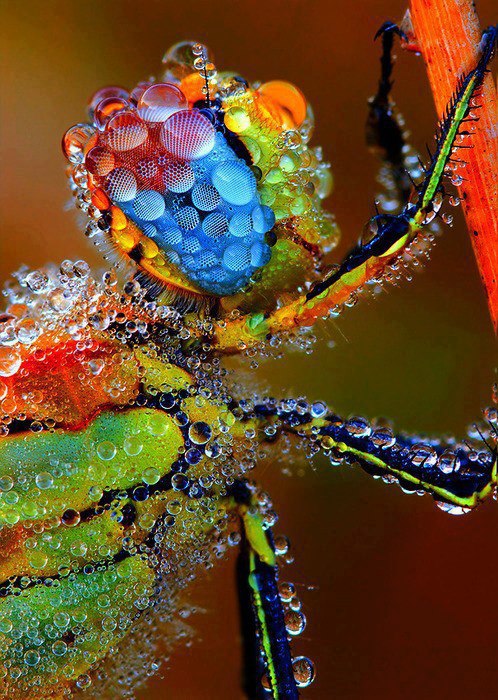 Dragonfly in morning dew