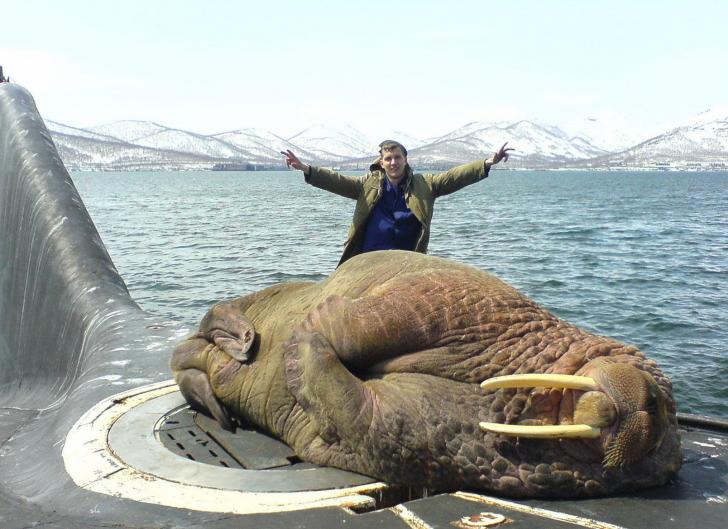 A walrus sleeping on a Russian submarine